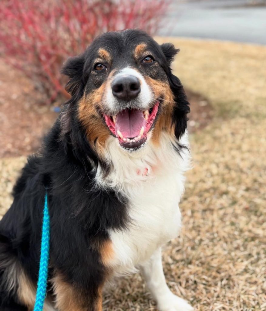 Meet our Dog of the Week Titan